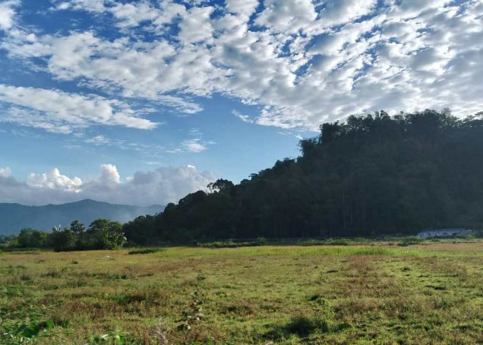 Kerinci Alami Kekeringan Ekstrem, Puluhan Hektar Sawah Tak Bisa Digarap