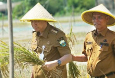 Bupati BBS Panen Raya Perdana di Desa Pudak, Mendorong Percepatan Swasembada Pangan