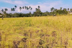 Petani Kesulitan Dapatkan Solar Untuk Traktor dan Mesin Giling
