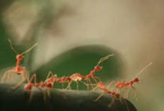 Penyebab Banyak Semut Merah di Rumah 