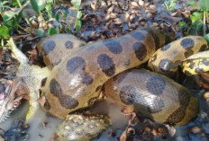 Penemuan Anaconda Raksasa Baru di Kedalaman Hutan Amazon
