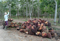 Produksi Turun, Harga Naik