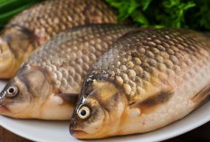 Fakta Ikan Berlemak untuk Kesehatan
