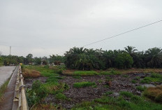 Sampah Menumpuk di Aliran Sungai Desa Suka Maju Tanjab Timur Rawan Banjir