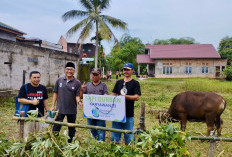 Tirta Mayang Serahkan 22 Sapi Kurban Tahun 2024, Ini Penjelasan Dirut Tirta Mayang