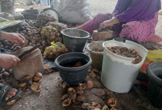 Harga Buah Pinang Tinggi  Saat Kondisi Buah Ngetrek di Tanjab Timur