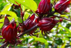 Khasiat Tanaman Herbal Rosella dari Menjaga Jantung hingga Mencegah Obesitas