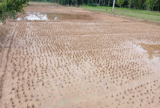 Pascabanjir Sungai Jujuhan, 3 Hektare Lahan Cetak Sawah Aurgading Gagal Panen
