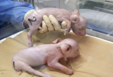 Babi Rekayasa Genetika Siap Digunakan dalam Transplantasi Organ Manusia di Jepang