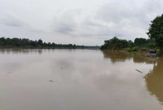 Debit Air Sungai Batanghari Naik, BPBD Imbau Warga di Bantaran Sungai Waspada 