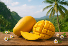 Ternyata Penderita Diabetes Masih Boleh Makan Mangga, Asal Tahu Batasnya!