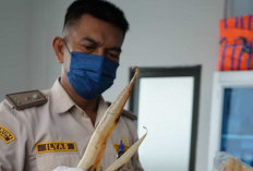Karantina Jambi Temukan Gelembung Ikan Tanpa Dokumen di Kargo Bandara