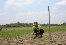 Sawah Mulai Mengering, Petani Kesulitan Air Masuk Musim Kemarau