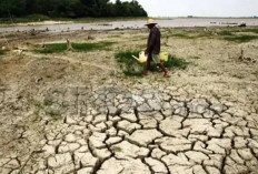 Dampak Musim Kemarau, Harga Beras di Sungai Penuh Meningkat Drastis