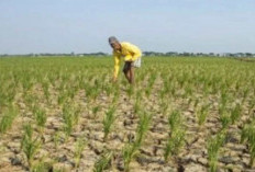 Ratusan Hektare Sawah Kekeringan, Petani Berharap Irigasi Bantuan Pompa Air