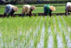 Bantuan Benih Padi Seluas 2,490 Hektare