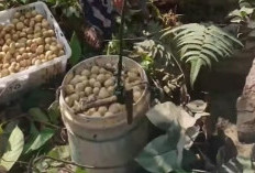 Harga Jual Buah Duku Anjlok Permintaan dari Luar Daerah Sepi