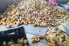Harga Buah Pinang di Bawah Harga Pasar, Petani di Tanjabtim : Tergantung Toke