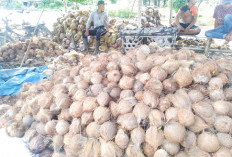 Harga Kelapa Mulai Menggairahkan, Di Tanjabtim Tembus RP 4.200/kg