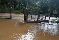 Peternak Tambak Ikan Mengalami Kerugian