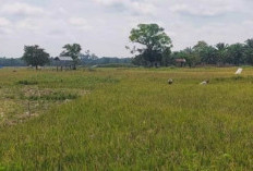  Tebo Cetak Sawah Baru 500 Hektare, Serta Irigasi Rp 50 Miliar