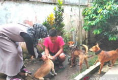 Kasus Gigitan Anjing Liar Meningkat, Bidang Kesmavet Bungo  Lakukan Upaya Depopulasi