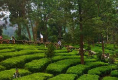 Rencanakan Liburan yang Aman Antisipasi Dampak Cuaca Ekstrem