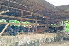  Stok Hewan Kurban di Kabupaten Bungo Aman