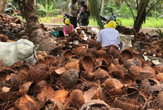 Wacanakan Pembangunan Pabrik Pengolah Kelapa Dalam