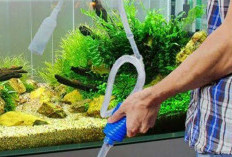 Tips Merawat Aquascape agar Tetap Indah dan Seimbang