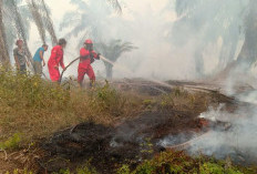 Muarojambi Naikkan Status, Banyak Terdapat Lahan Gambut