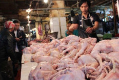 Konsumsi Daging Ayam di Indonesia Rendah