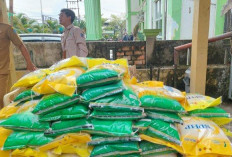 Stok Beras Bulog Capai 295 Ton  Untuk Tiga Bulan Kedepan