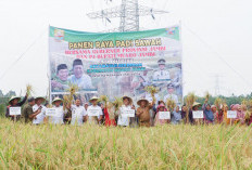 Penjabat Bupati Muaro Jambi Ikut Panen Padi Bersama Petani di Desa Kedotan