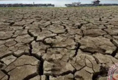  54 Hektare Lahan Nyaris Puso, Kadis TPHP: Masih Bisa Diselamatkan Karena Ada Hujan
