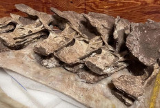 Penemuan Fosil Dinosaurus Baru Gandititan cavocaudatus, Spesies Baru dari Zaman Kapur
