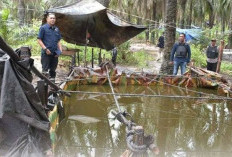 5.600 Sumur Minyak Ilegal Bakal Dilegalkan 