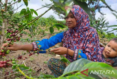 Buah Manis Perjuangan Petani Perhutanan Sosial Melawan Pancaroba