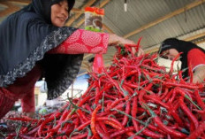  Cabai Merah dan Bawang Putih Penyumbang Utama, IPH Merangin Minggu Keempat Juni 2025 Turun 0,66 Persen 
