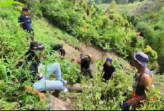 Polda Jambi Dalami Kasus Temuan 17 Batang Ganja di Sungaipenuh