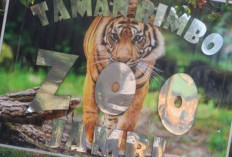 Taman Rimba Jambi Tambah Koleksi Harimau Benggala dan Singa Afrika, Siap Tampil September
