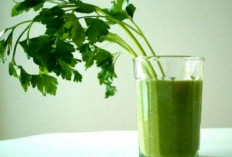 Bahaya Minum Jus Seledri Berlebihan, Bisa Timbulkan Masalah pada Ginjal