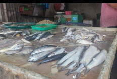 Penjualan Daging Ikan Sepi Peminat Harga Mulai Turun