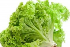 4 Jenis Selada Paling Sehat dan Kaya Nutrisi