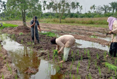 Berharap Bisa Dapat Hak Paten, Penanaman Padi Lokal Unggulan Sabak Dimulai