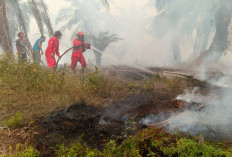 Titik Panas Masih Terpantau di Jambi Ancaman Karhutla Belum Usai