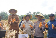 Bupati Panen Jagung Sekaligus Resmikan Jembatan Pangeran Diponegoro  Hurmin: Bukti Nyata Sinergi  Pertanian da