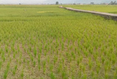 485 Hektar Sawah Terdampak Kemarau, Kekeringan Hingga Gagal Panen