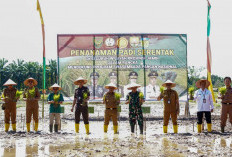 Wakil Bupati Tebo Nazar Efendi Hadiri Penanaman Padi Serentak Se-Provinsi Jambi Di Desa Pagar Puding