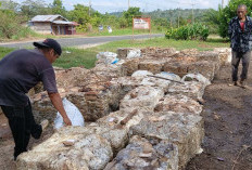 Harga Karet Naik, Tembus Rp13.500 per Kilogram, Petani Harap Tren Positif Berlanjut